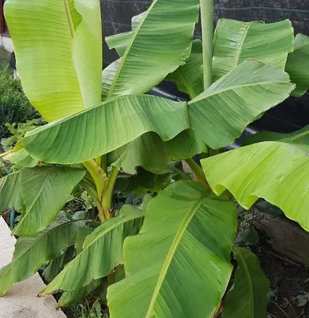 Casa Ella Gæstehus 3*