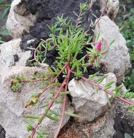 Gæstehus Casa Ella Tuzla